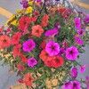 daisyn107